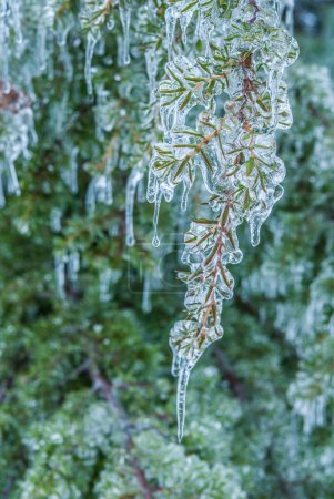 Téléchargez les photos : Branches glacées avec feuilles, gros plan - en image libre de droit