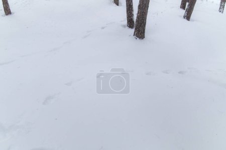 Foto de Huellas de animales en la nieve - Imagen libre de derechos