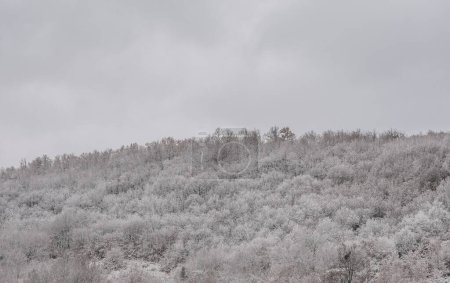 Téléchargez les photos : Snowy forest clouds and fog - en image libre de droit