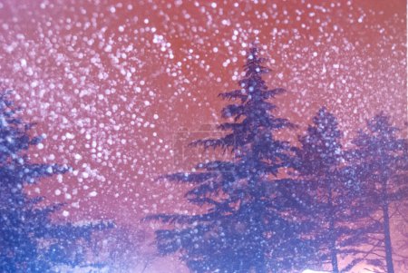 Foto de Blizzard on the city whit pine trees background - Imagen libre de derechos