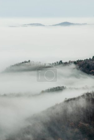 Photo for Forest submerged by fog - Royalty Free Image