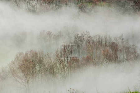 Photo for Trees in the fog, nature - Royalty Free Image
