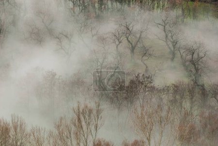 Téléchargez les photos : Hills and meadow in the fog - en image libre de droit
