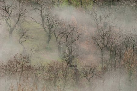 Foto de Trees in the fog, nature - Imagen libre de derechos