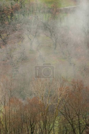 Téléchargez les photos : Arbres dans le brouillard, nature - en image libre de droit