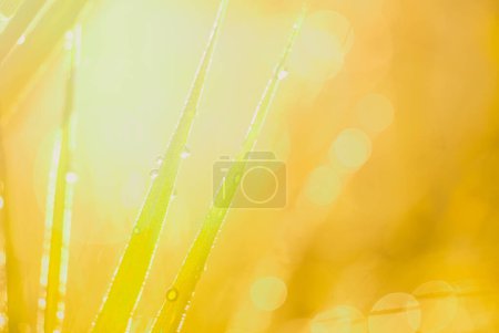 Photo for Sunrays on the grass macro photo - Royalty Free Image