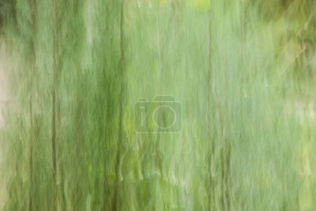 Foto de Abstract trees movement blurred - Imagen libre de derechos