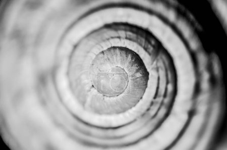 Téléchargez les photos : Coquille d'escargot fond noir et blanc - en image libre de droit