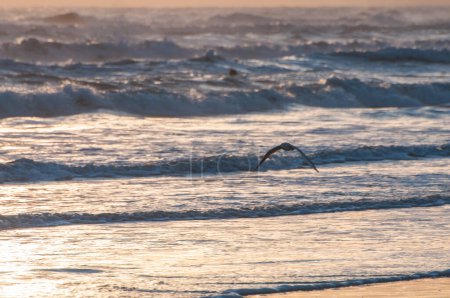 Téléchargez les photos : Seagulls flies on the beach at sunrise - en image libre de droit