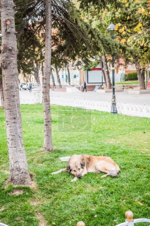 Foto de Triste perro en la calle - Imagen libre de derechos