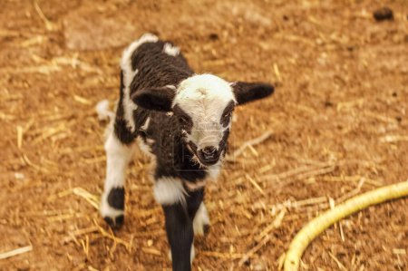 Téléchargez les photos : Pâturage des moutons à la ferme - en image libre de droit