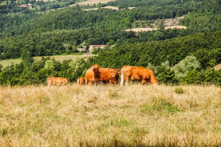 Foto de Vacas pastando en los campos de montaña - Imagen libre de derechos