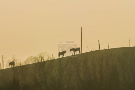 Téléchargez les photos : Troupeau de chevaux pâturant l'herbe - en image libre de droit