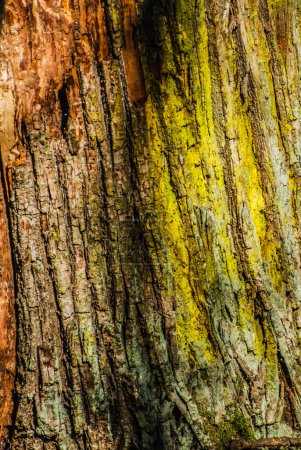 Téléchargez les photos : Colored surface of the trunk and moss - en image libre de droit