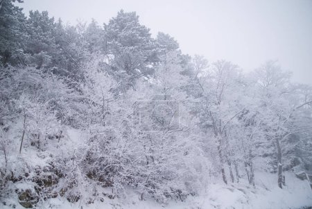 Téléchargez les photos : Forest after the snowfall, winter landscape, snowy landscape, Christmas atmosphere - en image libre de droit