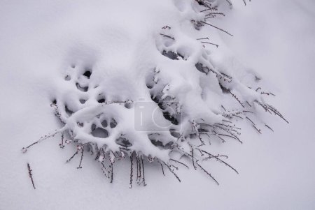 Foto de Forest after the snowfall, winter landscape - Imagen libre de derechos