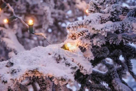 Téléchargez les photos : Arbre de Noël couvert de neige - en image libre de droit