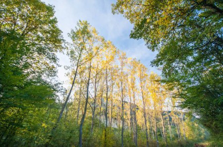 Téléchargez les photos : Trees at fall, yellow trees, nature - en image libre de droit