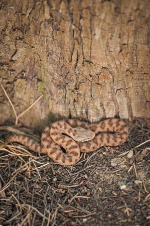 Photo for Viper camouflage, the viper hides, the viper is ready to attack - Royalty Free Image