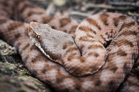 Photo for Viper close-up, the viper hides, the viper is ready to attack - Royalty Free Image