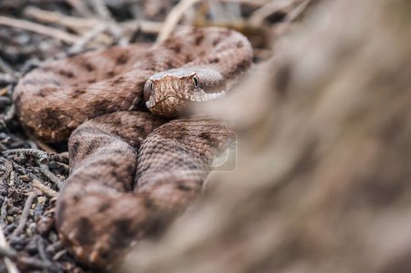 Photo for The viper hides, the viper is ready to attack - Royalty Free Image