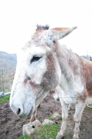 Photo for Close up of the donkey face - Royalty Free Image