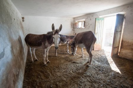 Foto de Primer plano de burros lindos en un granero - Imagen libre de derechos