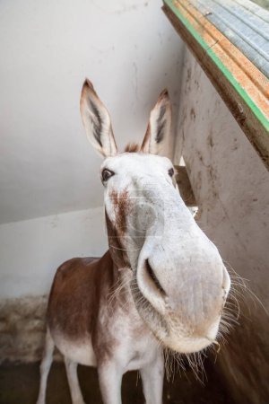 Foto de Primer plano de la cara de burro - Imagen libre de derechos