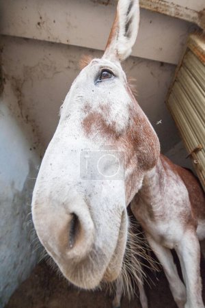 Foto de Primer plano de la cara de burro - Imagen libre de derechos