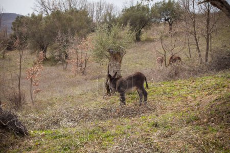 Foto de Burros libres en la naturaleza, burros salvajes - Imagen libre de derechos