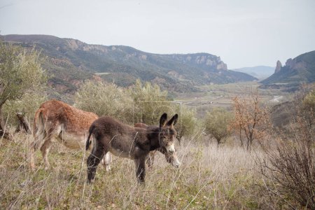 Foto de Burros libres en la naturaleza, burros salvajes - Imagen libre de derechos