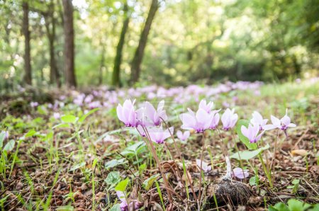 Photo for Spring flowering of cyclamens in green forest - Royalty Free Image