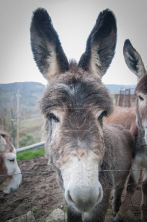 Foto de Primer plano de burros lindos - Imagen libre de derechos