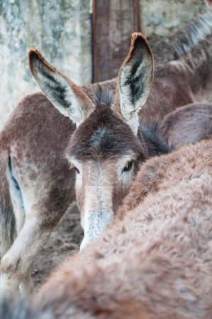 Photo for Close up of cute donkeys - Royalty Free Image