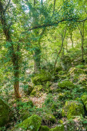 Téléchargez les photos : Belle forêt verte, fleurissant dans le sous-bois - en image libre de droit
