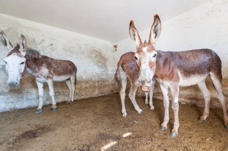 Foto de Primer plano de burros lindos en un granero - Imagen libre de derechos