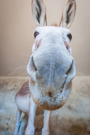 Photo for Close up of the donkey face - Royalty Free Image