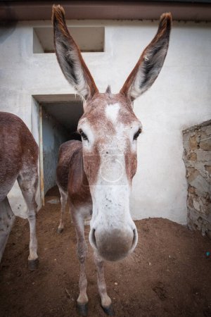 Photo for Close up of cute donkeys - Royalty Free Image