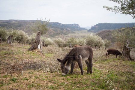 Photo for Free donkeys in the wild, wild donkeys - Royalty Free Image