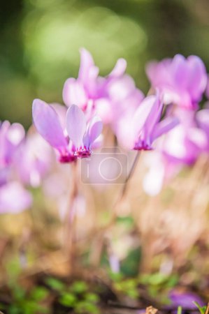 Foto de Floración primaveral de ciclamens, primer plano - Imagen libre de derechos