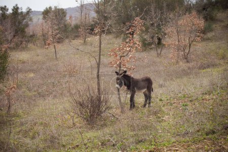 Photo for Free donkey in the wild nature - Royalty Free Image