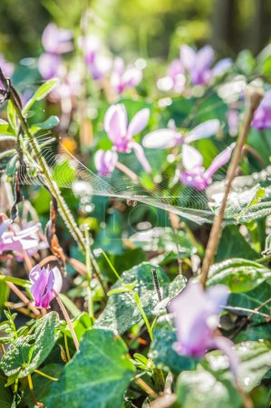 Photo for Close up of spring flowering of cyclamens and spider web - Royalty Free Image