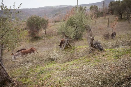 Téléchargez les photos : Ânes libres dans la nature, ânes sauvages - en image libre de droit