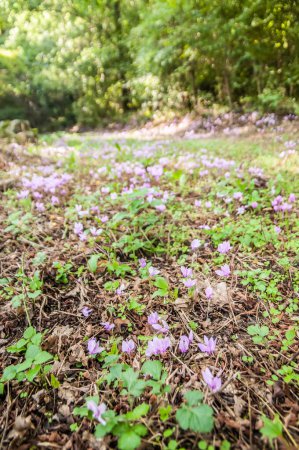 Photo for Spring flowering of cyclamens in green forest - Royalty Free Image