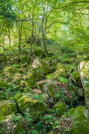 Téléchargez les photos : Belle forêt verte, fleurissant dans le sous-bois - en image libre de droit