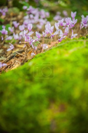 Téléchargez les photos : Floraison printanière des cyclamens en forêt verte - en image libre de droit