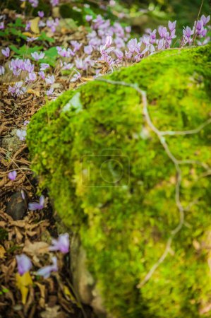 Téléchargez les photos : Floraison printanière des cyclamens, gros plan - en image libre de droit