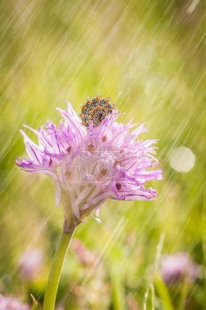 Foto de Oruga en la flor mientras llueve en primavera - Imagen libre de derechos
