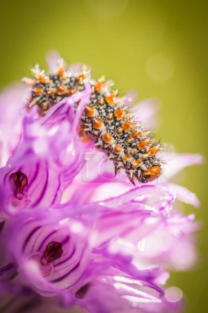 Photo for Close up view of caterpillar on orchid flower in the meadow - Royalty Free Image