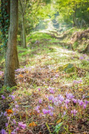 Foto de Floración primaveral de ciclamens en bosque verde - Imagen libre de derechos